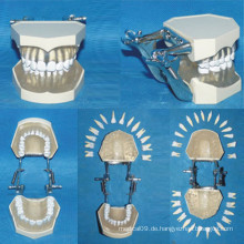 Natürliche Größe Abnehmbare Pflege Zähne Anatomie Modell (28 Zähne)